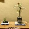 RAJABROOKE / ASIAN BATIK TATAMI WHITE BLUE (小) - 画像 (7)