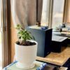 RAJABROOKE / ASIAN BATIK TATAMI WHITE BLUE (小) - 画像 (5)